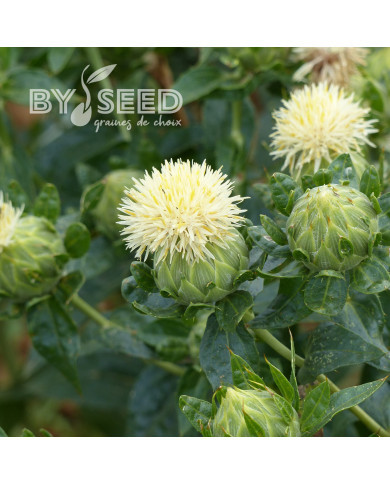 Carthame des teinturiers White Grenade