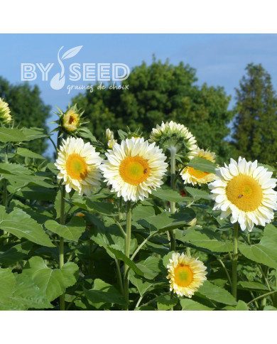 Tournesol Pro-Cut® F1 White Lite