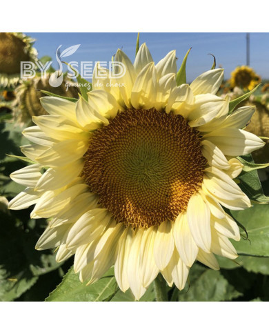 Tournesol Pro-Cut® F1 White Lite