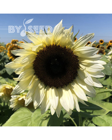 Tournesol Pro-Cut® F1 White Nite