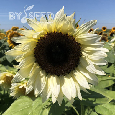 Tournesol Pro-Cut® F1 White Nite