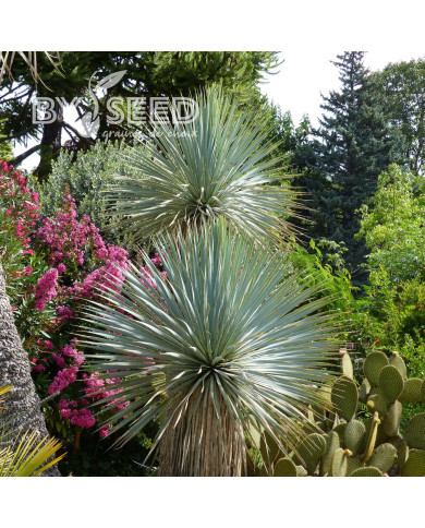 Yucca rostrata