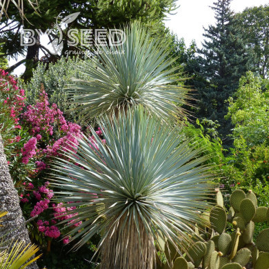 Yucca rostrata