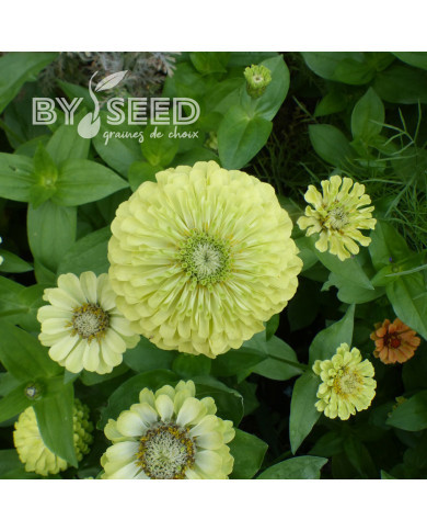Zinnia Queen Pure Lime