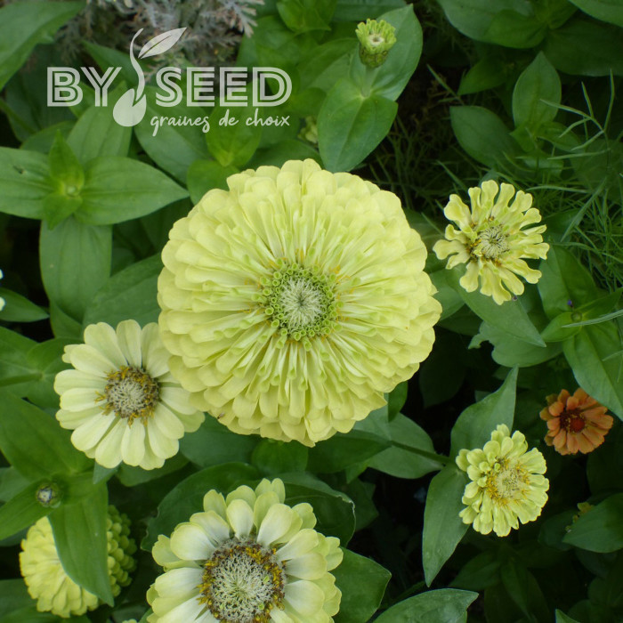 Zinnia Queen Pure Lime