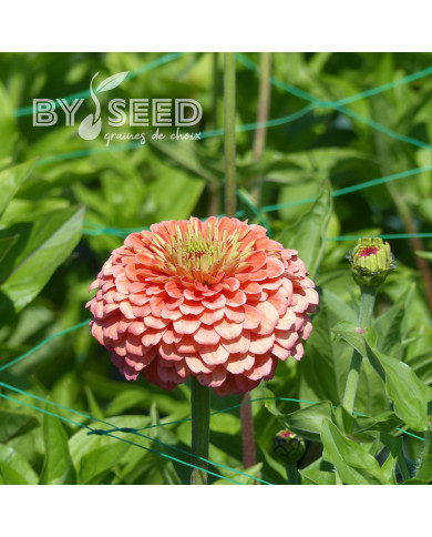 Zinnia à fleur de dahlia Benary's Giant Salmon-Rose