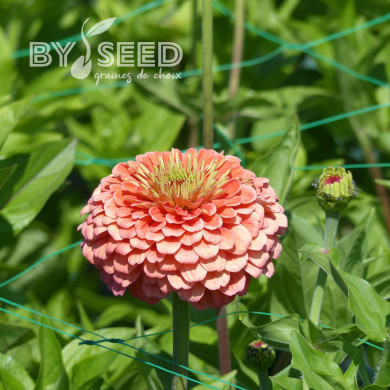 Zinnia à fleur de dahlia Benary's Giant Salmon-Rose