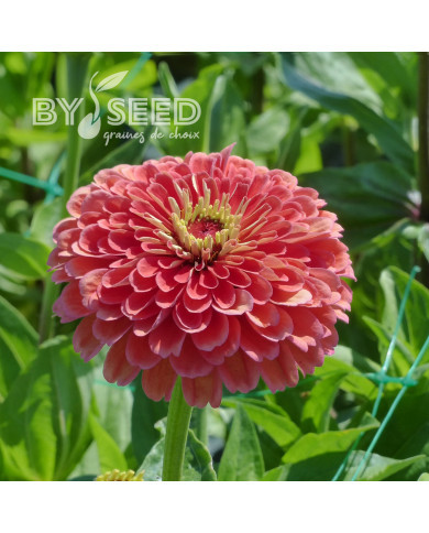 Zinnia à fleur de dahlia Benary's Giant Salmon-Rose