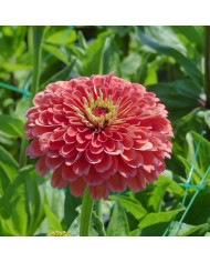 Zinnia Queen Pure Lime