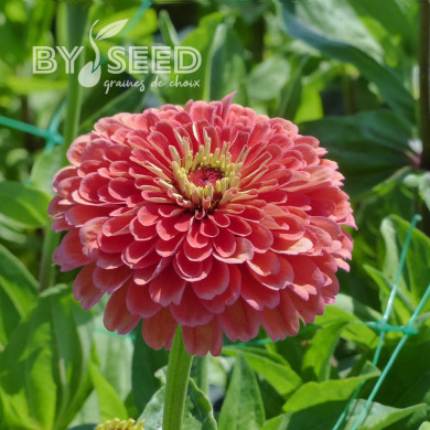 Zinnia à fleur de dahlia Benary's Giant Salmon-Rose
