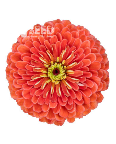Zinnia à fleur de dahlia Benary's Giant Salmon-Rose