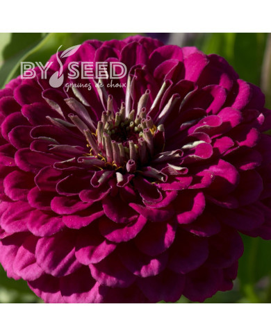 Zinnia à fleur de dahlia Benary's Giant Wine