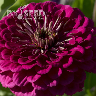 Zinnia à fleur de dahlia Benary's Giant Wine