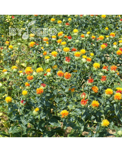 Carthame des teinturiers Zanzibar Orange