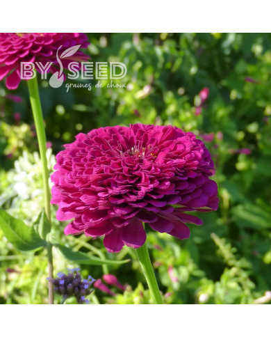 Zinnia à fleur de dahlia Benary's Giant Wine