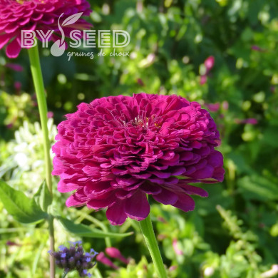 Zinnia à fleur de dahlia Benary's Giant Wine