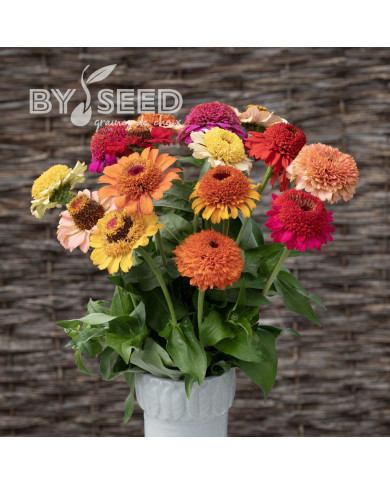 Zinnia à fleur de scabieuse Crestar! Mix
