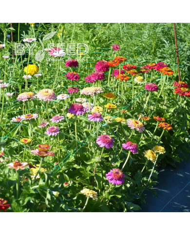 Zinnia à fleur de scabieuse Crestar! Mix