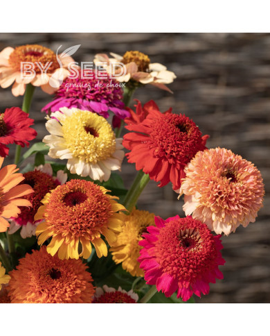 Zinnia à fleur de scabieuse Crestar! Mix