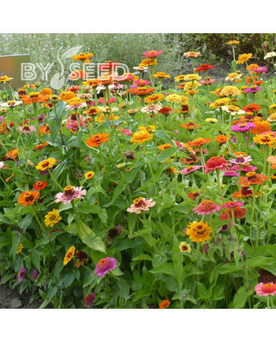 Zinnia à fleur de scabieuse Crestar! Mix