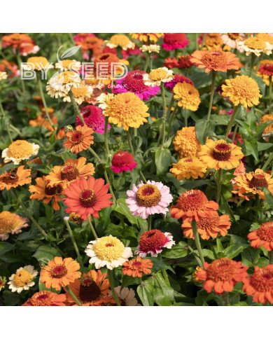 Zinnia à fleur de scabieuse Crestar! Mix