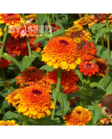Zinnia à fleur de scabieuse Zinderella Zest