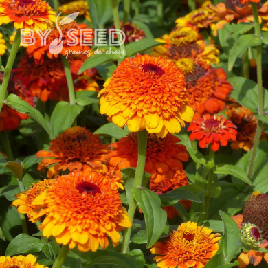 Zinnia à fleur de scabieuse Zinderella Zest