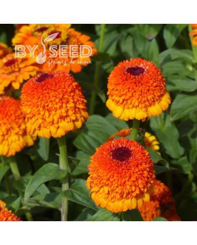 Zinnia à fleur de scabieuse Zinderella Zest