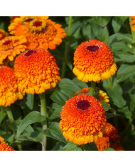 Zinnia Lilliput Oklahoma Salmon