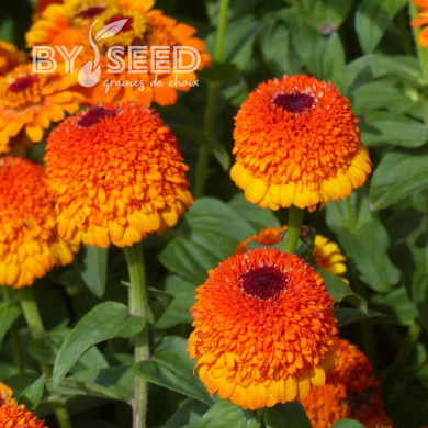 Zinnia à fleur de scabieuse Zinderella Zest