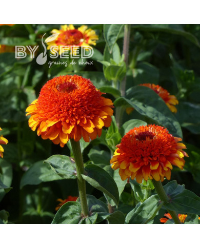 Zinnia à fleur de scabieuse Zinderella Zest
