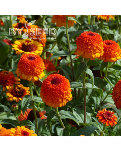 Zinnia à fleur de scabieuse Zinderella Zest