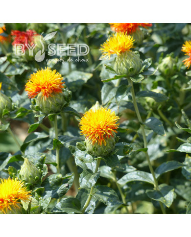 Carthame des teinturiers Zanzibar Orange
