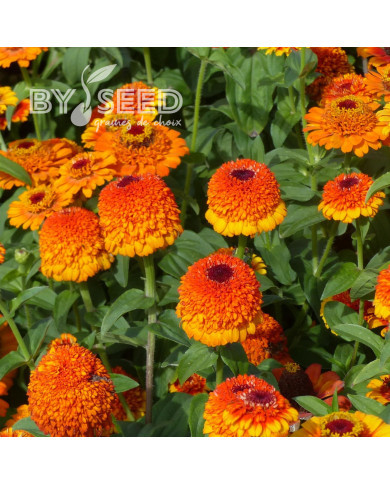 Zinnia à fleur de scabieuse Zinderella Zest
