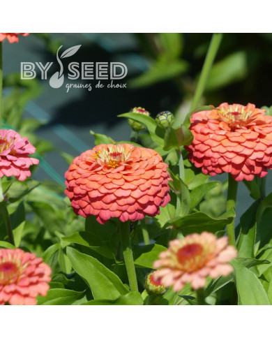 Zinnia Lilliput Oklahoma Salmon