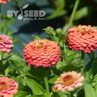 Zinnia Lilliput Oklahoma Salmon