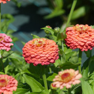 Zinnia Lilliput Oklahoma Salmon