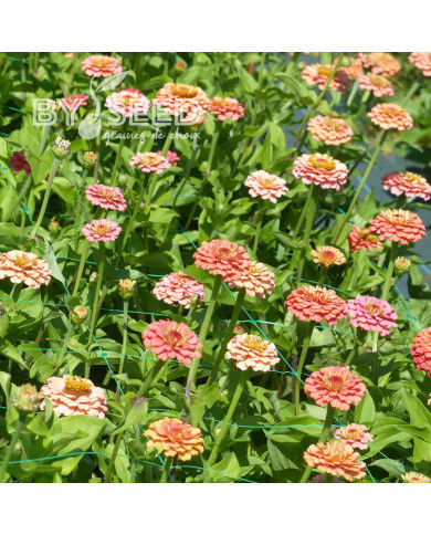 Zinnia Lilliput Oklahoma Salmon
