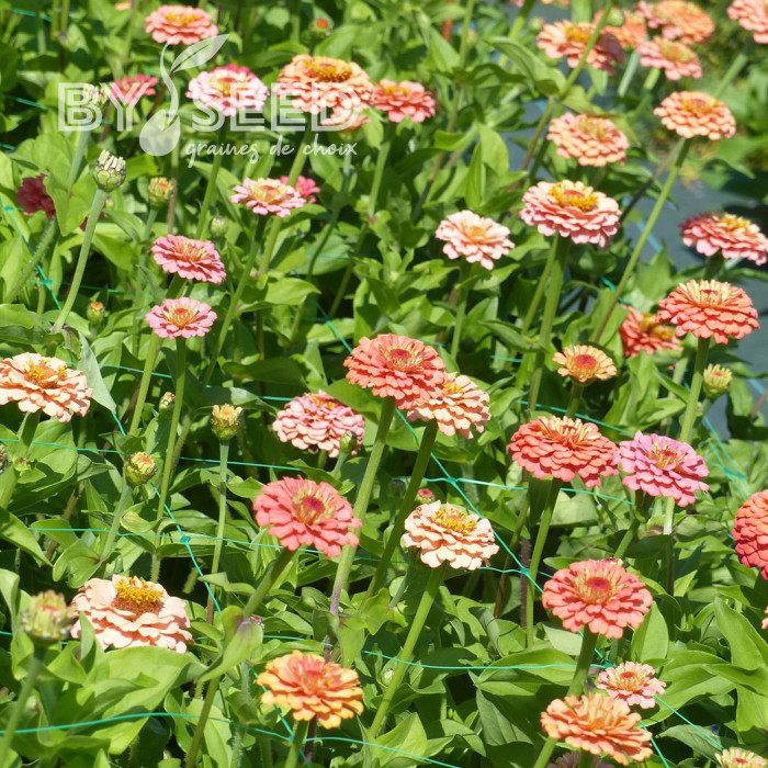 Zinnia Lilliput Oklahoma Salmon