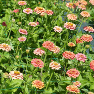 Zinnia Lilliput Oklahoma Salmon