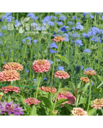 Zinnia Lilliput Oklahoma Salmon