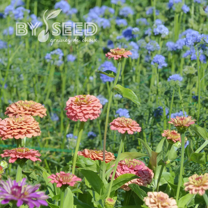 Zinnia Lilliput Oklahoma Salmon