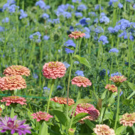 Zinnia Lilliput Oklahoma Salmon
