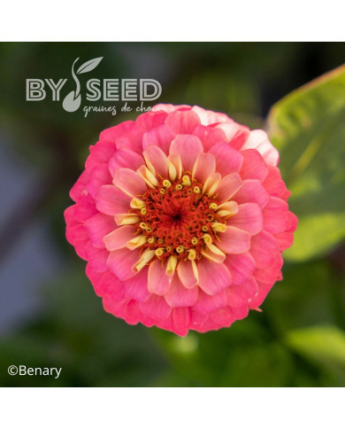 Zinnia Lilliput Oklahoma Salmon