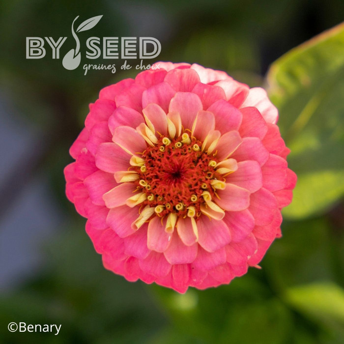 Zinnia Lilliput Oklahoma Salmon
