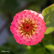 Zinnia Lilliput Oklahoma Salmon