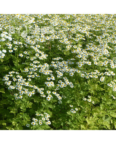 Matricaire simple Tetra White Single