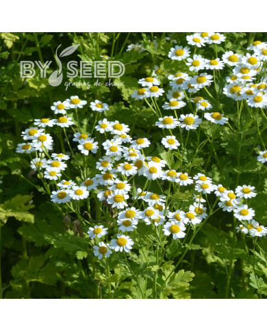 Matricaire simple Tetra White Single