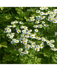 Œillet d'Inde (triploïde) Konstance