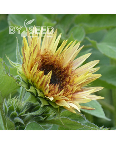 Tournesol haut double Astra Rose